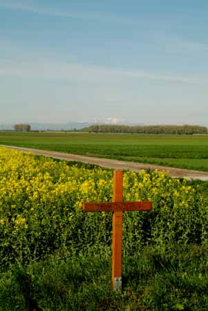 1651 Gedenkkreuz vor Rapsfeld